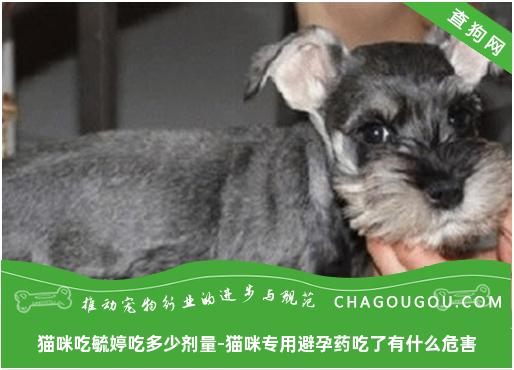 猫咪吃毓婷吃多少剂量-猫咪专用避孕药吃了有什么危害