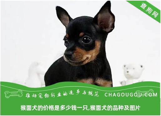 猴面犬的价格是多少钱一只,猴面犬的品种及图片