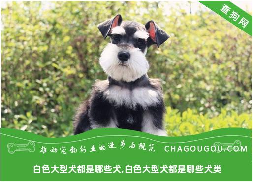 白色大型犬都是哪些犬,白色大型犬都是哪些犬类