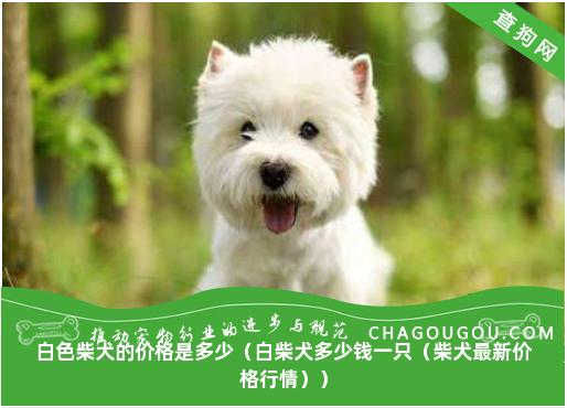 白色柴犬的价格是多少（白柴犬多少钱一只（柴犬最新价格行情））