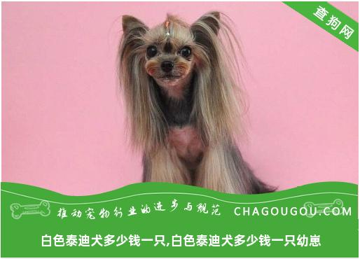 白色泰迪犬多少钱一只,白色泰迪犬多少钱一只幼崽