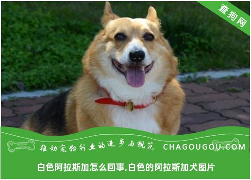 白色阿拉斯加怎么回事,白色的阿拉斯加犬图片