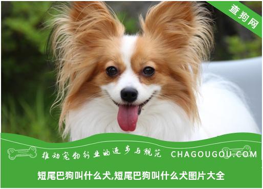 短尾巴狗叫什么犬,短尾巴狗叫什么犬图片大全