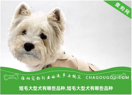 短毛大型犬有哪些品种,短毛大型犬有哪些品种