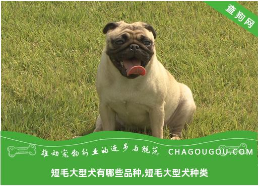 短毛大型犬有哪些品种,短毛大型犬种类