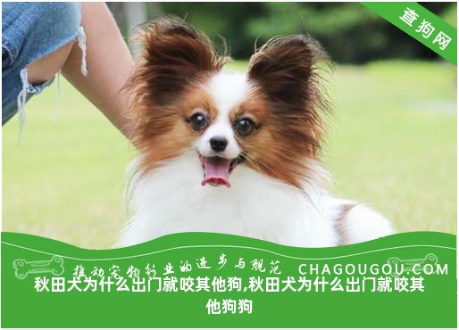 秋田犬为什么出门就咬其他狗,秋田犬为什么出门就咬其他狗狗