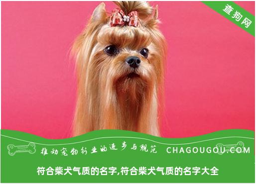 符合柴犬气质的名字,符合柴犬气质的名字大全