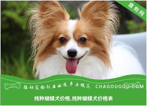 纯种蝴蝶犬价格,纯种蝴蝶犬价格表