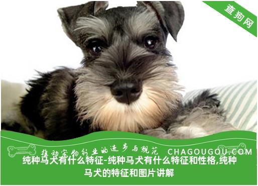 纯种马犬有什么特征-纯种马犬有什么特征和性格,纯种马犬的特征和图片讲解