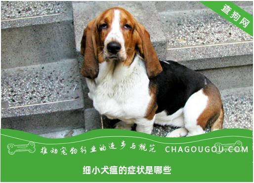 细小犬瘟的症状是哪些