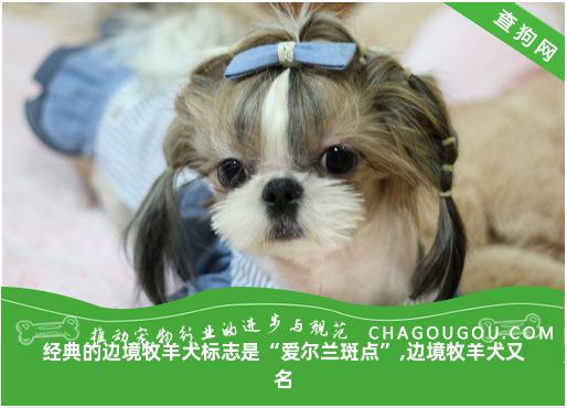 经典的边境牧羊犬标志是“爱尔兰斑点”,边境牧羊犬又名