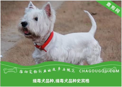 缉毒犬品种,缉毒犬品种史宾格