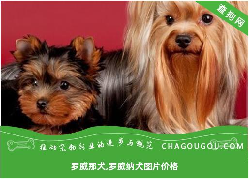 罗威那犬,罗威纳犬图片价格