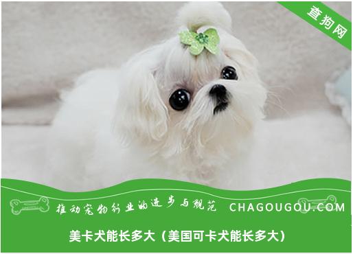 美卡犬能长多大（美国可卡犬能长多大）