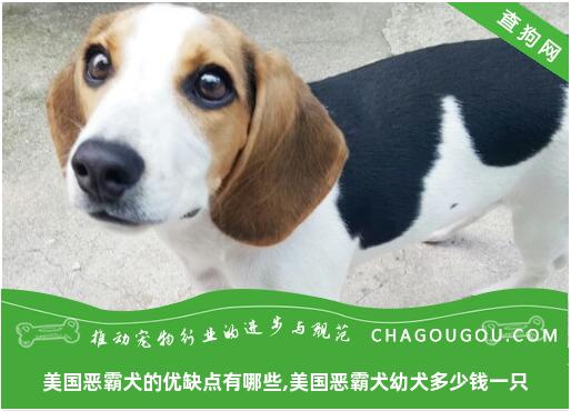 美国恶霸犬的优缺点有哪些,美国恶霸犬幼犬多少钱一只