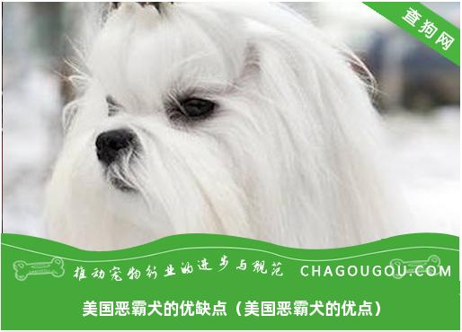 美国恶霸犬的优缺点（美国恶霸犬的优点）