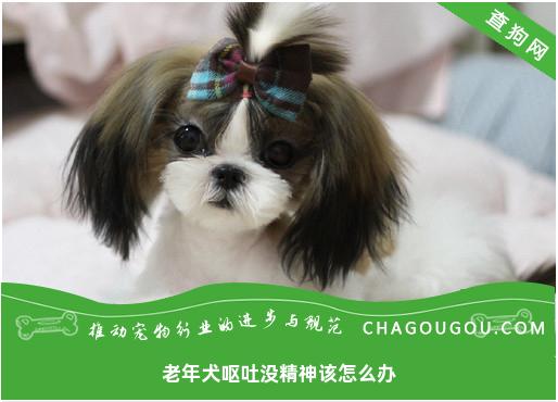 老年犬呕吐没精神该怎么办