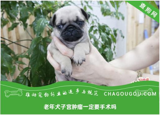 老年犬子宫肿瘤一定要手术吗