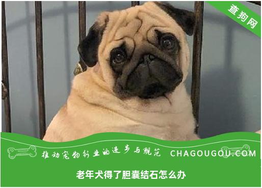 老年犬得了胆囊结石怎么办