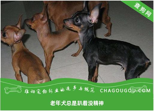 老年犬总是趴着没精神