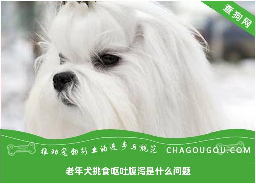 老年犬挑食呕吐腹泻是什么问题