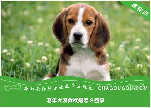 老年犬没食欲是怎么回事