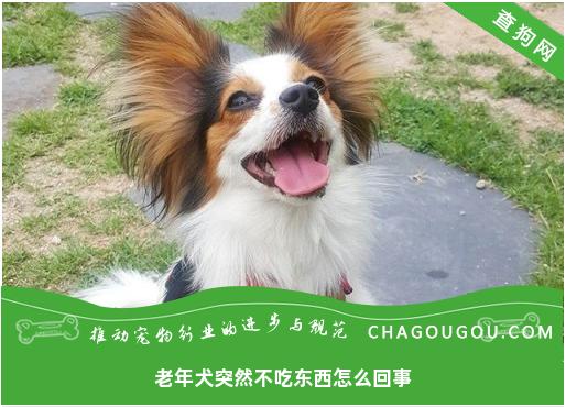 老年犬突然不吃东西怎么回事