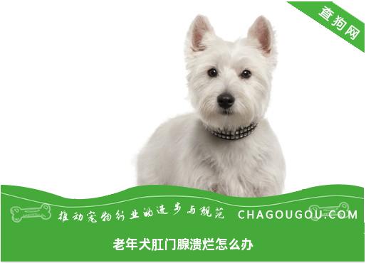 老年犬肛门腺溃烂怎么办