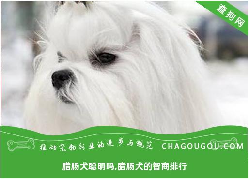 腊肠犬聪明吗,腊肠犬的智商排行