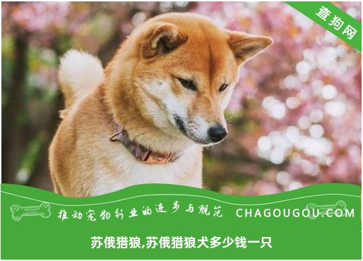 苏俄猎狼,苏俄猎狼犬多少钱一只