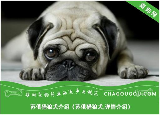 苏俄猎狼犬介绍（苏俄猎狼犬,详情介绍）