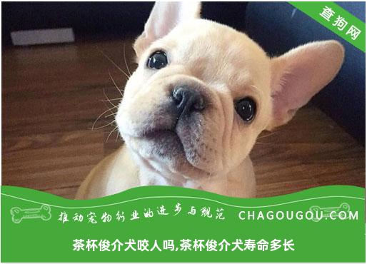 茶杯俊介犬咬人吗,茶杯俊介犬寿命多长