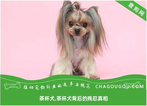 茶杯犬,茶杯犬背后的残忍真相