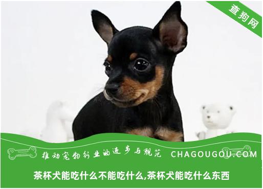 茶杯犬能吃什么不能吃什么,茶杯犬能吃什么东西