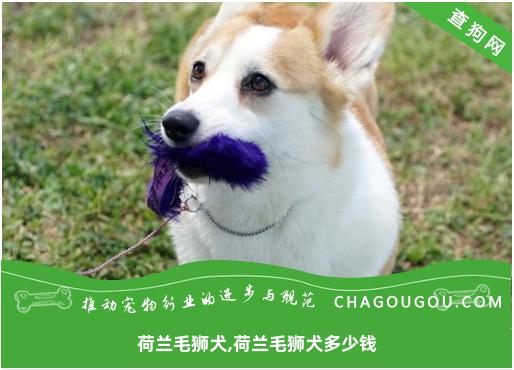 荷兰毛狮犬,荷兰毛狮犬多少钱