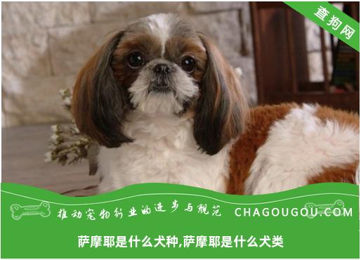 萨摩耶是什么犬种,萨摩耶是什么犬类