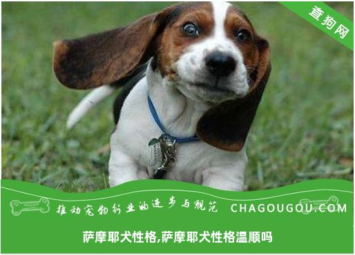 萨摩耶犬性格,萨摩耶犬性格温顺吗