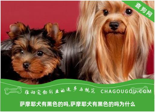 萨摩耶犬有黑色的吗,萨摩耶犬有黑色的吗为什么