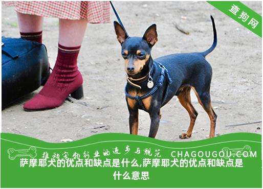 萨摩耶犬的优点和缺点是什么,萨摩耶犬的优点和缺点是什么意思