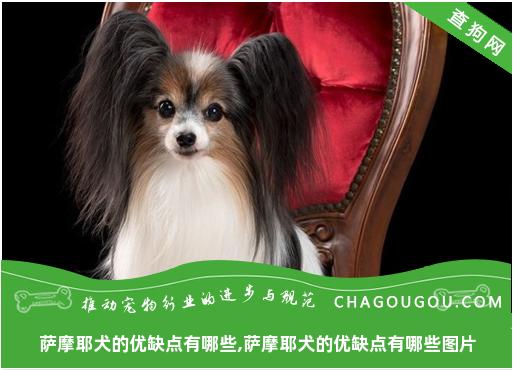 萨摩耶犬的优缺点有哪些,萨摩耶犬的优缺点有哪些图片