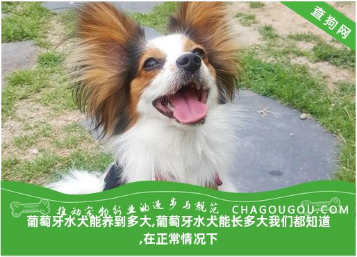 葡萄牙水犬能养到多大,葡萄牙水犬能长多大我们都知道,在正常情况下