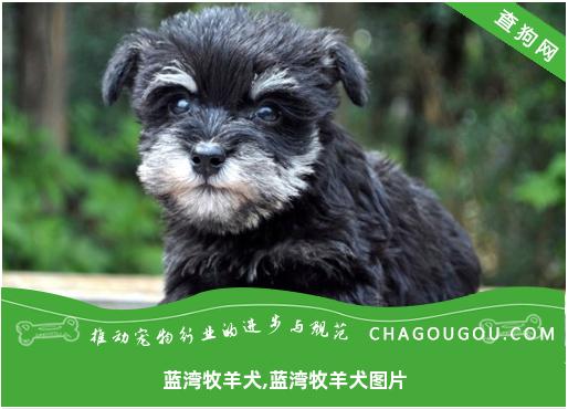 蓝湾牧羊犬,蓝湾牧羊犬图片