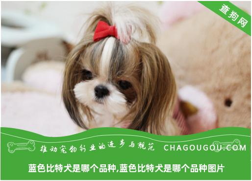 蓝色比特犬是哪个品种,蓝色比特犬是哪个品种图片