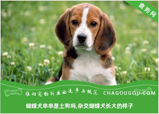 蝴蝶犬串串是土狗吗,杂交蝴蝶犬长大的样子