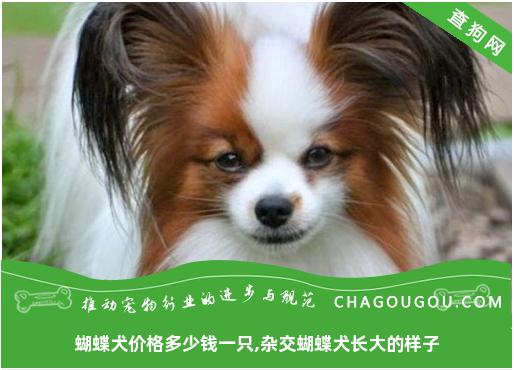 蝴蝶犬价格多少钱一只,杂交蝴蝶犬长大的样子