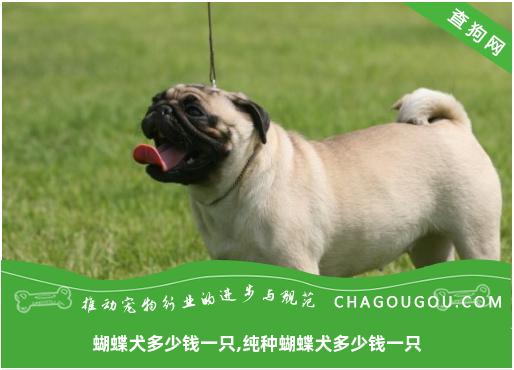 蝴蝶犬多少钱一只,纯种蝴蝶犬多少钱一只