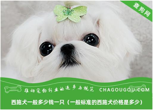 西施犬一般多少钱一只（一般标准的西施犬价格是多少）