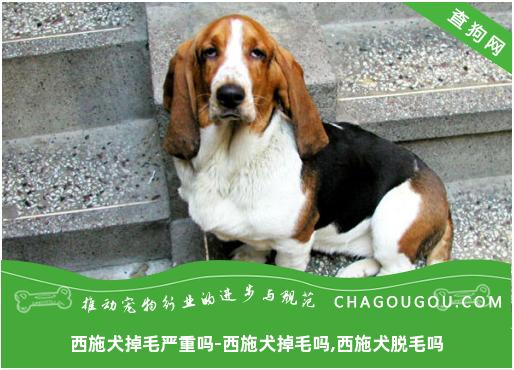 西施犬掉毛严重吗-西施犬掉毛吗,西施犬脱毛吗