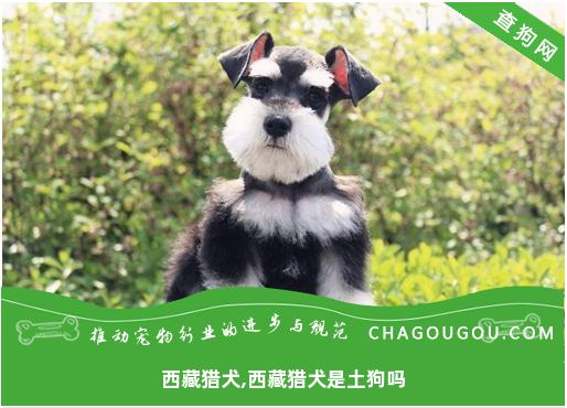 西藏猎犬,西藏猎犬是土狗吗