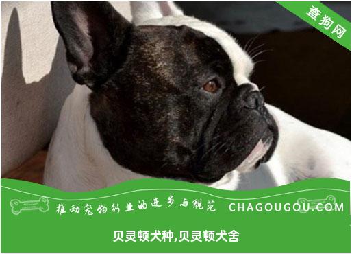 贝灵顿犬种,贝灵顿犬舍